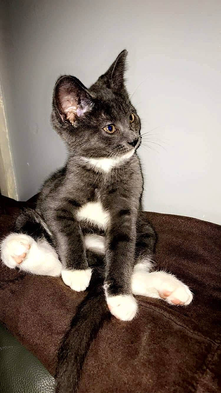 Oscar