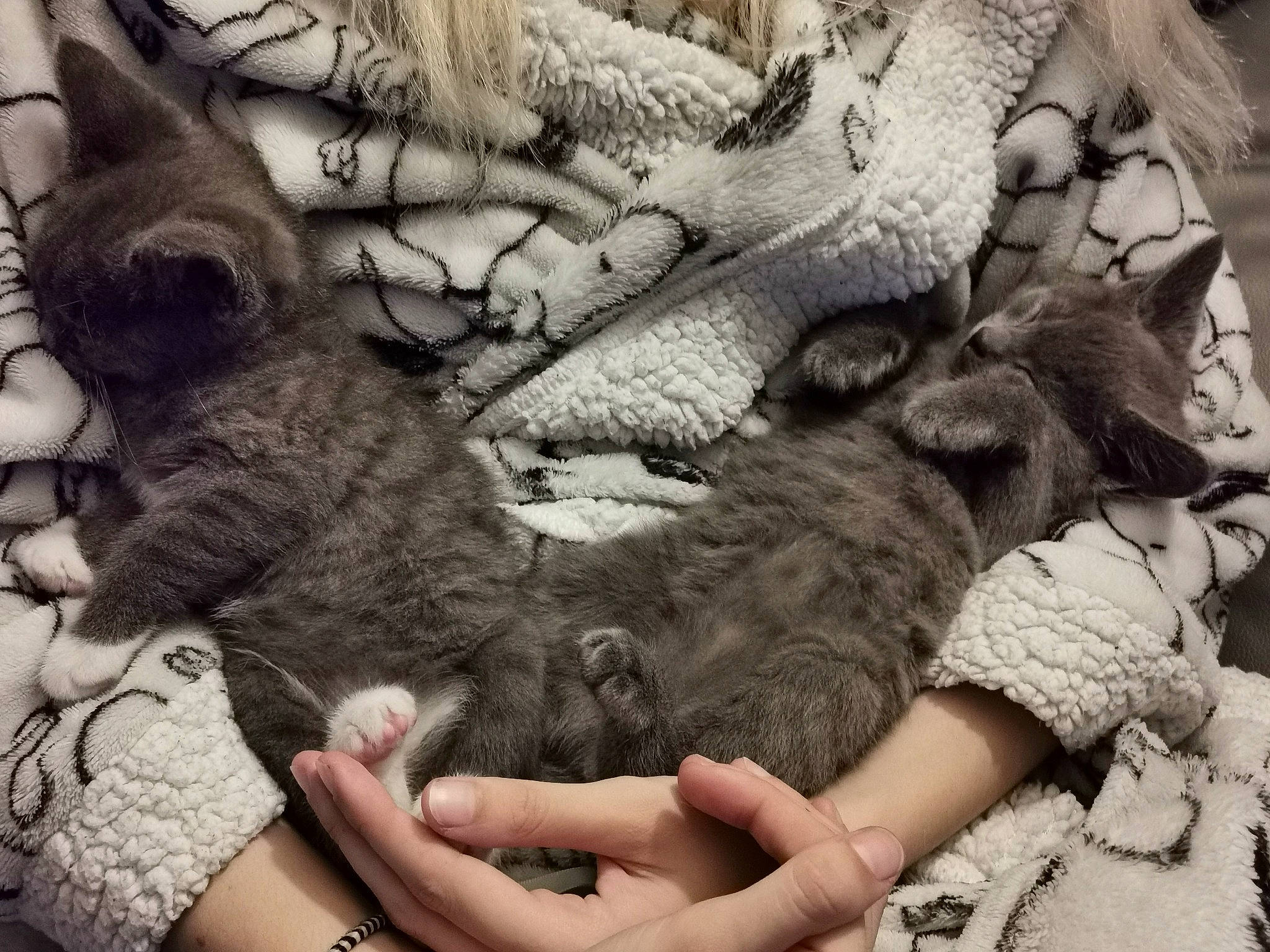 Oscar joined the competition — help win amazing prizes! art, carnivore, cat, cloud, comfort, felidae, finger, fur, gesture, grey, hand, human_leg, mammal, nail, pattern, paw, small_to_medium_sized_cats, tail, vertebrate, whiskers