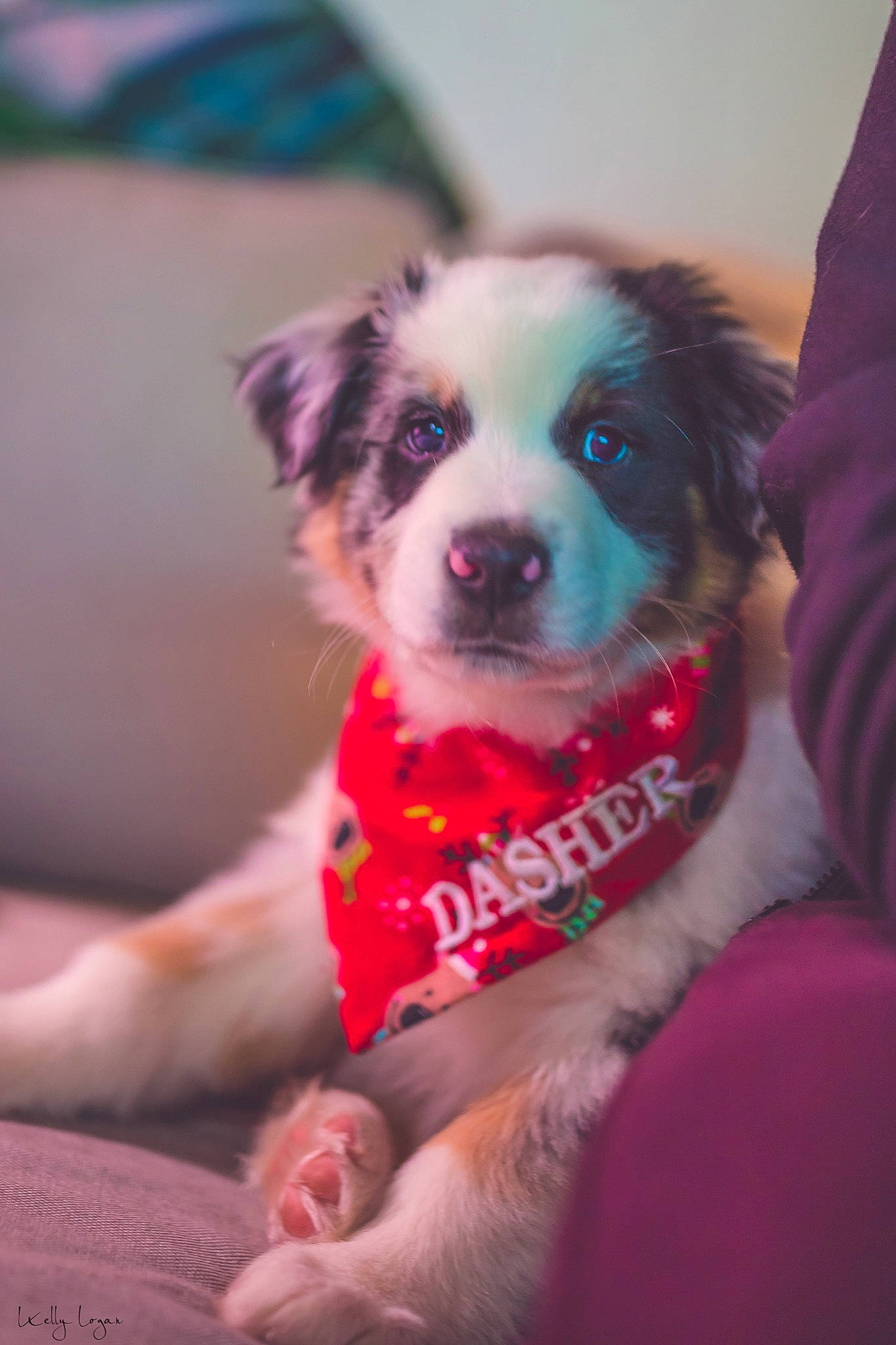 Dasher is registered to the contest to win money with this photo: canidae, carnivore, collar, comfort, companion_dog, dog, dog_breed, dog_clothes, dog_collar, dog_supply, fur, pet_supply, pink, puppy, snout, sporting_group, tongue, vertebrate, whiskers, working_animal
