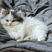 Puff joined the competition — help win amazing prizes! kitten, cat, fluffy, white_fur, gray_fur, long_hair, animal, pet, cute, sleeping, lying_down, blanket, bed, indoor, portrait, close_up, relaxed, whiskers, ears, paws