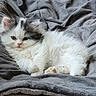 kitten, cat, fluffy, white_fur, gray_fur, long_hair, animal, pet, cute, sleeping, lying_down, blanket, bed, indoor, portrait, close_up, relaxed, whiskers, ears, paws