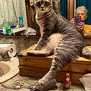 Heidi is registered to the contest to win money with this photo: cat, gray_tabby, bathroom, mirror, woman, smartphone, wooden_box, hairbrush, jewelry, nail_polish, paper_towel, sink, curtains, reflection, countertop, cat_paw, pet, indoor, furniture, portrait