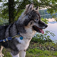 Hex is registered to the contest to win money with this photo: dog, animal, canine, pet, outdoor, grass, leash, collar, lake, water, tree, nature, fur, blue_eyes, panting, muzzle, side_view, summer, greenery, peaceful