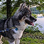 dog, animal, canine, pet, outdoor, grass, leash, collar, lake, water, tree, nature, fur, blue_eyes, panting, muzzle, side_view, summer, greenery, peaceful