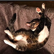 Wiley joined the competition — help win amazing prizes! animal, cat, claws, cute, domestic_cat, feline, fur, indoor, lying_down, mammal, paw_pads, pet, playful, relaxing, resting, sleepy, soft_blanket, stretching, tabby, whiskers