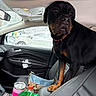 Winston joined the competition — help win amazing prizes! animal, car_interior, center_console, collar, dog, door_handle, green_scarf, headliner, indoor, leather_seat, parked_cars, pet, pink_bag, purse, rearview_mirror, rottweiler, seat_belt, snow, tumbler, window