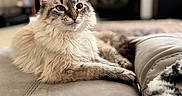 Dandelion is registered to the contest to win money with this photo: cat, fluffy, lounging, couch, indoor, pet, fur, relaxed, animal, mammal, home, cozy, portrait, whiskers, ears, eyes, furniture, living_room, soft_focus, domestic