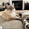 cat, fluffy, lounging, couch, indoor, pet, fur, relaxed, animal, mammal, home, cozy, portrait, whiskers, ears, eyes, furniture, living_room, soft_focus, domestic
