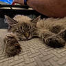 Dandelion joined the competition — help win amazing prizes! cat, sleeping, paws, fluffy, indoor, resting, closeup, texture, blanket, person, laptop, arm, relaxation, cozy, feline, home, comfort, fur, cute, nap