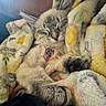 Dandelion joined the competition — help win amazing prizes! cat, sleeping, blanket, cozy, fur, paw, indoor, cute, resting, animal, pet, snuggle, soft, comfort, relaxation, tabby, closeup, warm, feline, domestic