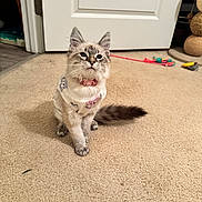 Dandelion joined the competition — help win amazing prizes! kitten, cat, pet, indoor, carpet, door, toy, feline, cute, white_outfit, animal, fluffy, small, young, curious, sitting, domestic, fur, whiskers, collar