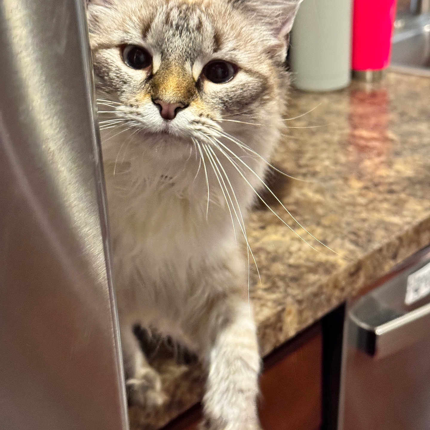 Dandelion is registered to the contest to win money with this photo: cat, kitten, curious, paw, whiskers, granite_countertop, kitchen, indoor, feline, pet, domestic_animal, closeup, face, ears, fur, metal_surface, container, background, appliance, cabinet