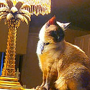Seven joined the competition — help win amazing prizes! cat, siamese_cat, lamp, ornate_lamp, golden, indoor, animal, pet, feline, sitting, warm_light, decor, table, closeup, whiskers, collar, domestic_cat, fur, quiet, cozy