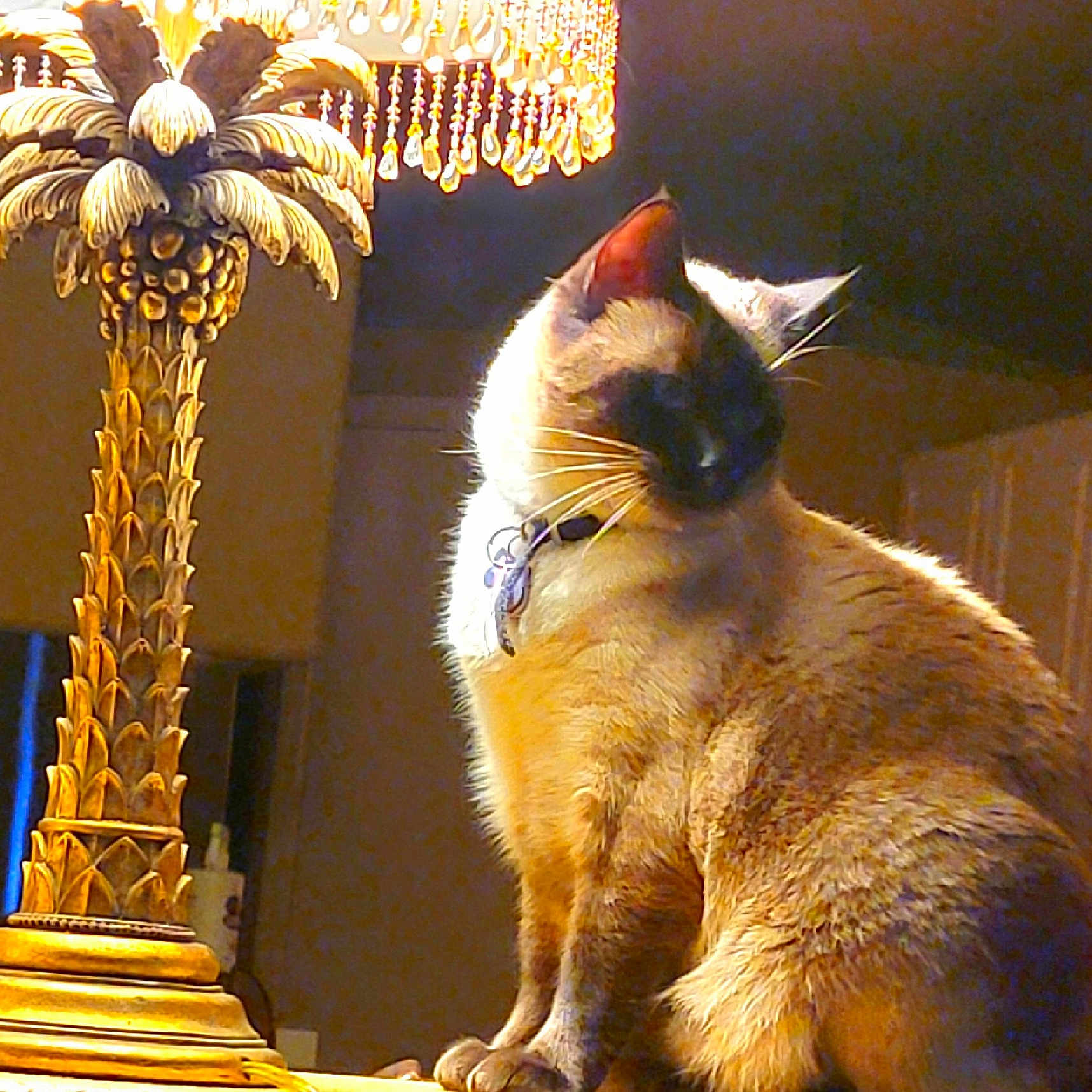 Seven joined the competition — help win amazing prizes! animal, cat, closeup, collar, cozy, decor, domestic_cat, feline, fur, golden, indoor, lamp, ornate_lamp, pet, quiet, siamese_cat, sitting, table, warm_light, whiskers
