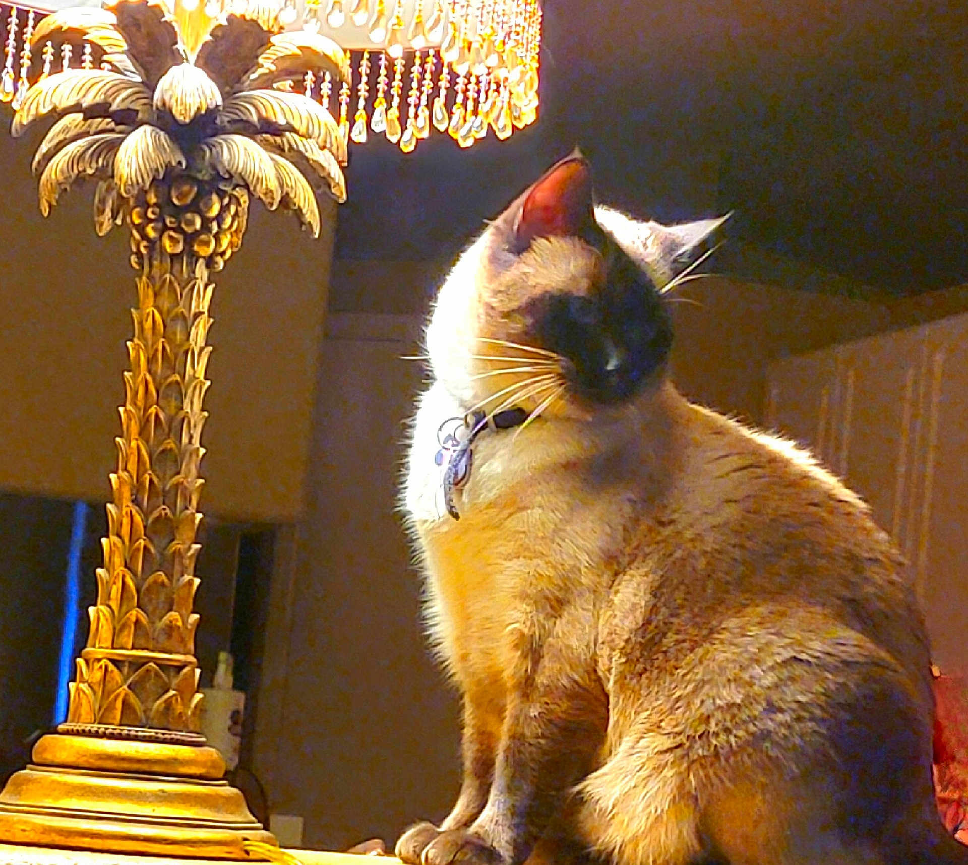 Seven joined the competition — help win amazing prizes! cat, siamese_cat, lamp, ornate_lamp, golden, indoor, animal, pet, feline, sitting, warm_light, decor, table, closeup, whiskers, collar, domestic_cat, fur, quiet, cozy