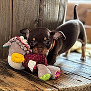 Lady participe au concours pour gagner de l'argent avec cette photo : puppy, dog, toy, stuffed_animal, wooden_table, indoor, brown, small_dog, pet, playful, cute, animal, closeup, young_dog, ears, collar, floor, furniture, background_blur, domestic