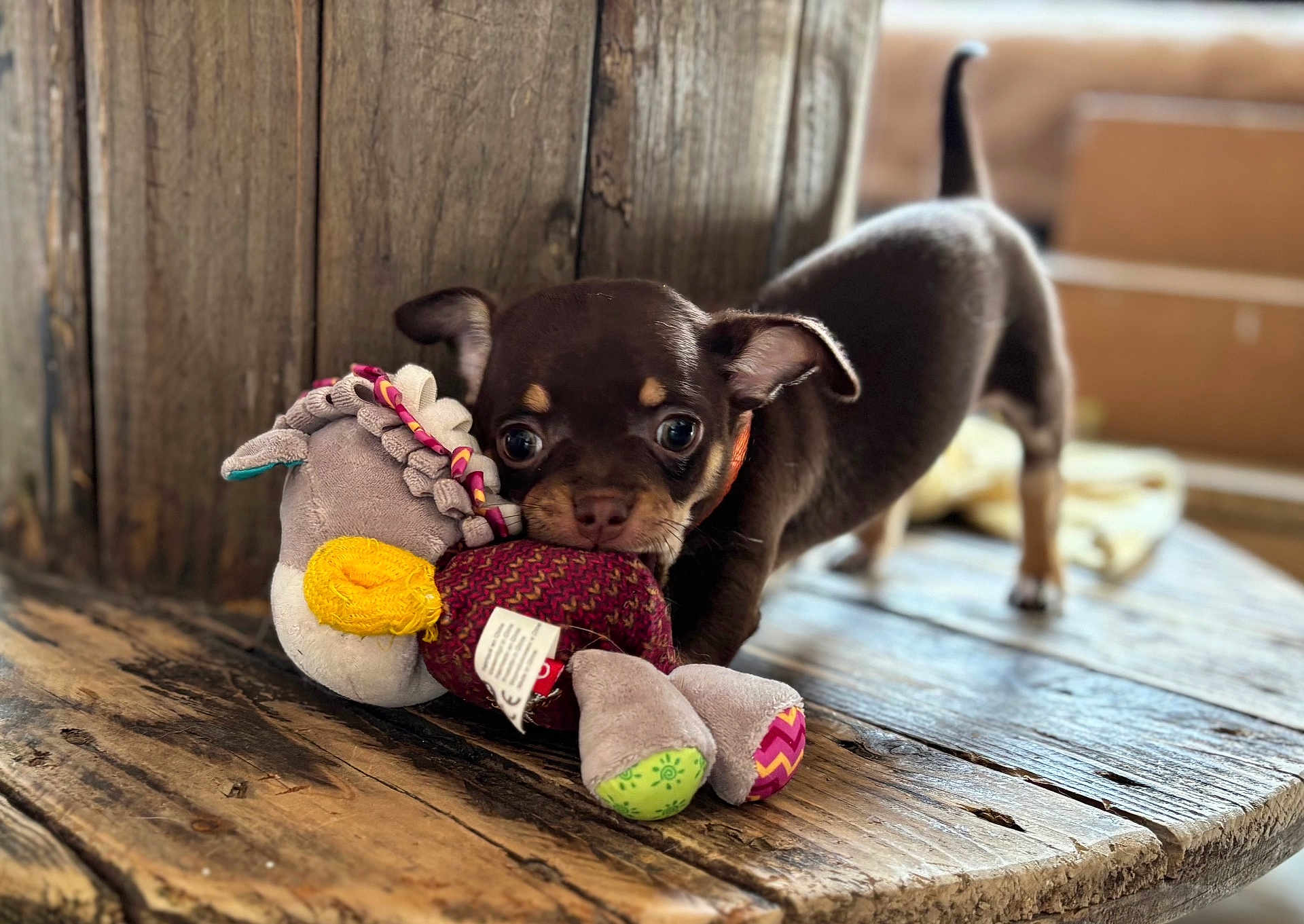Lady participe au concours pour gagner de l'argent avec cette photo : puppy, dog, toy, stuffed_animal, wooden_table, indoor, brown, small_dog, pet, playful, cute, animal, closeup, young_dog, ears, collar, floor, furniture, background_blur, domestic