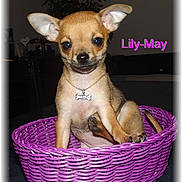 Lily may participe au concours pour gagner de l'argent avec cette photo :