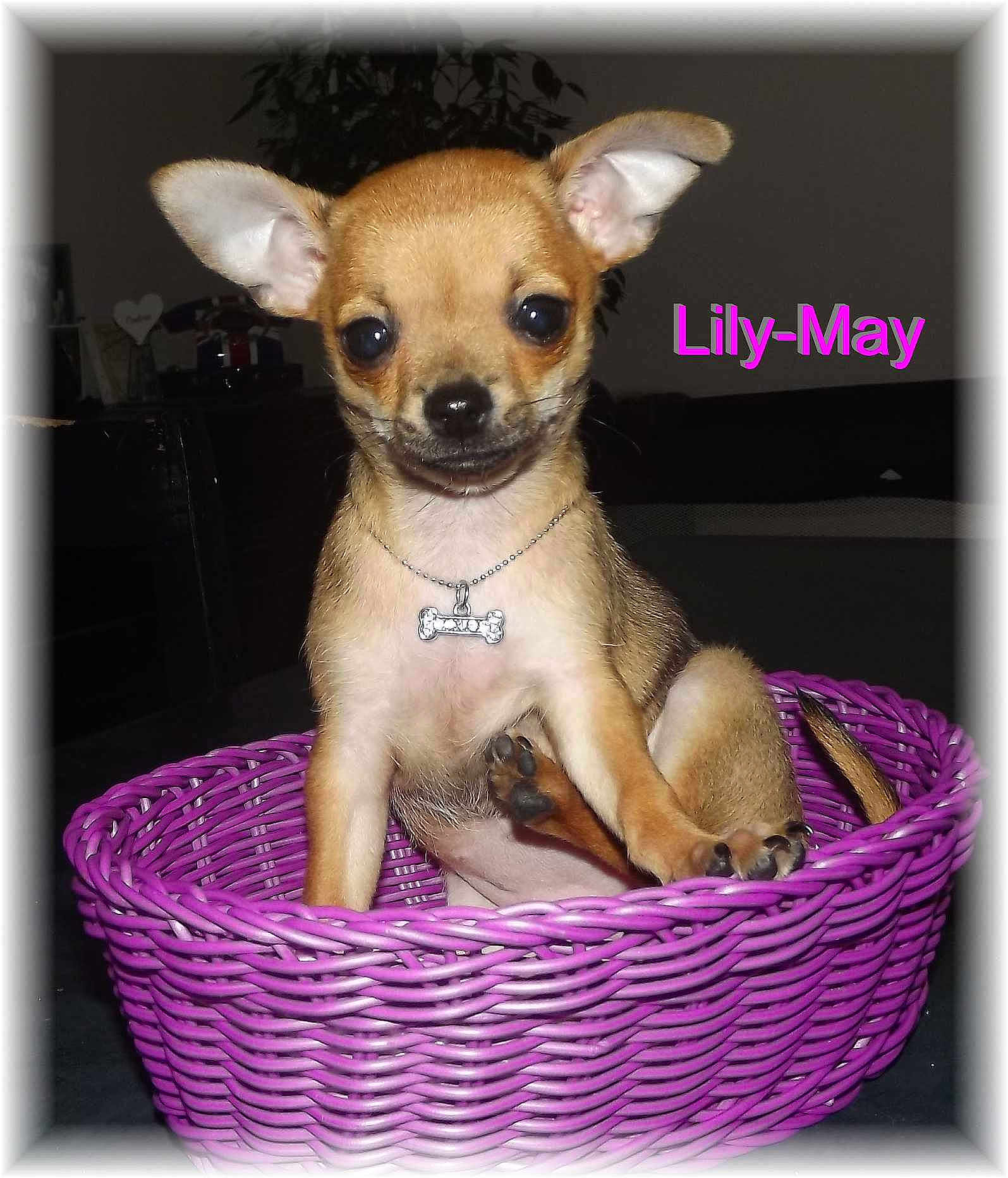 Lily may