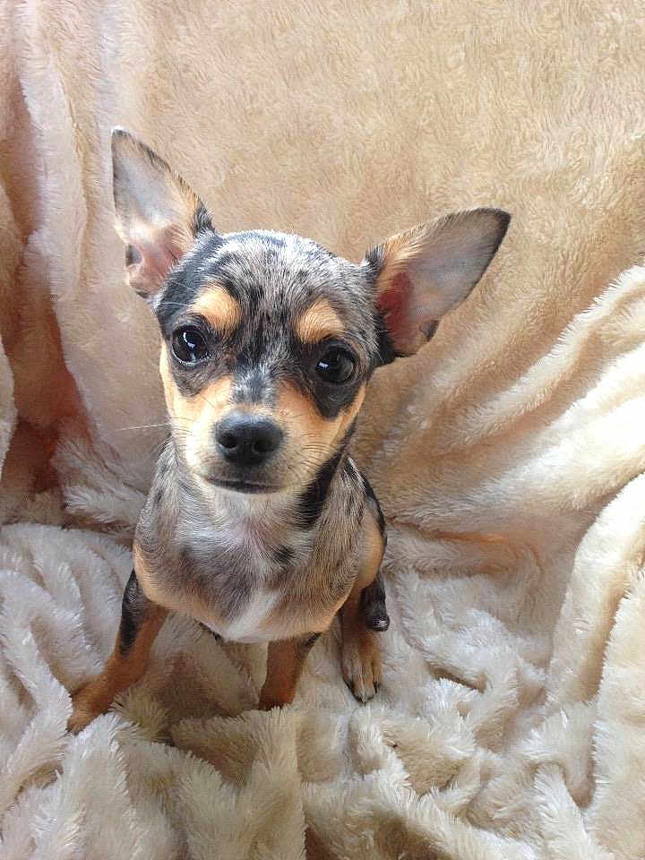 Lola-ann