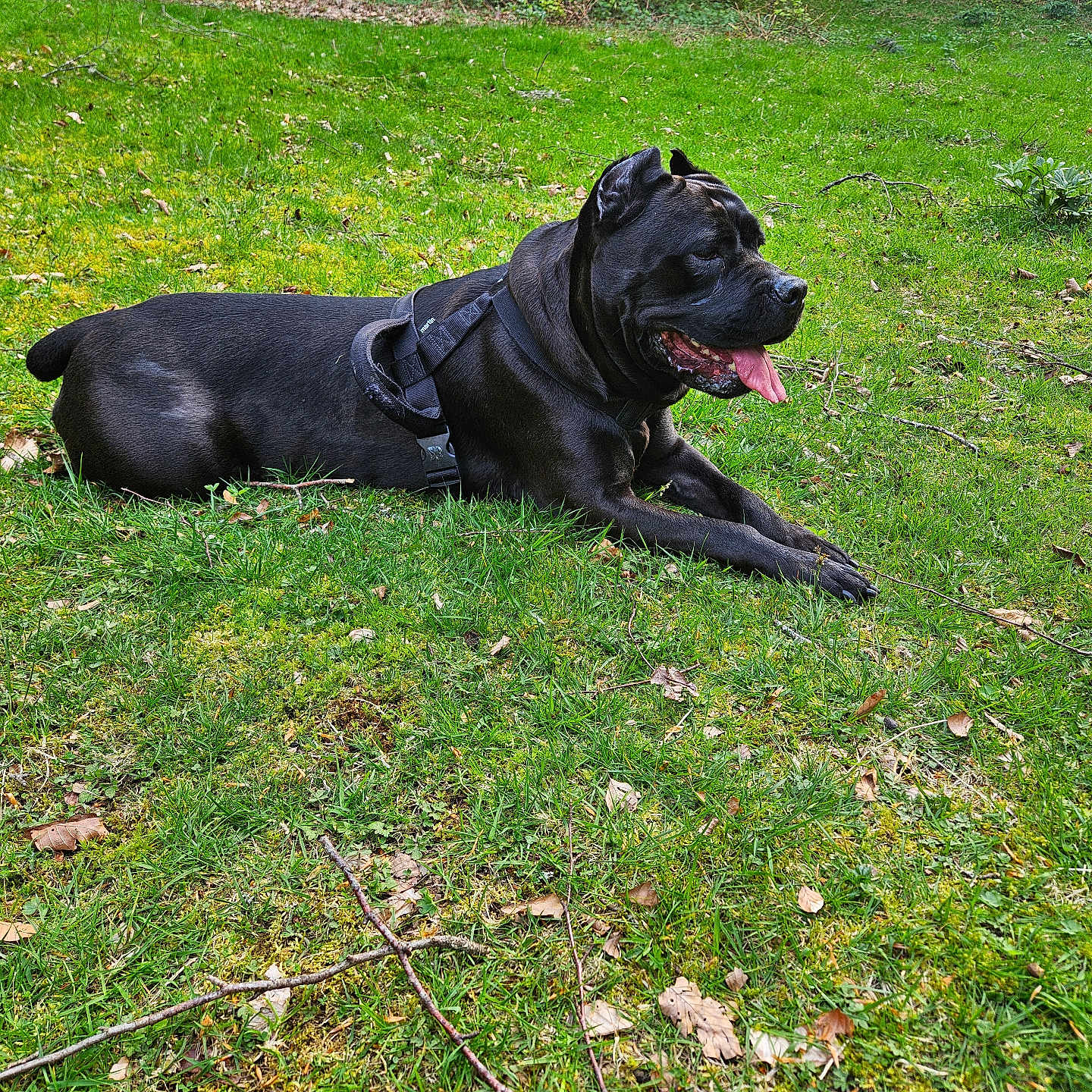 Jesy participe au concours pour gagner de l'argent avec cette photo : animal, boxer, bulldog, canine, countryside, dog, field, grass, grassland, greatdane, labradorretriever, lawn, meadow, nature, outdoors, pet, plant, pointer, rural, tree