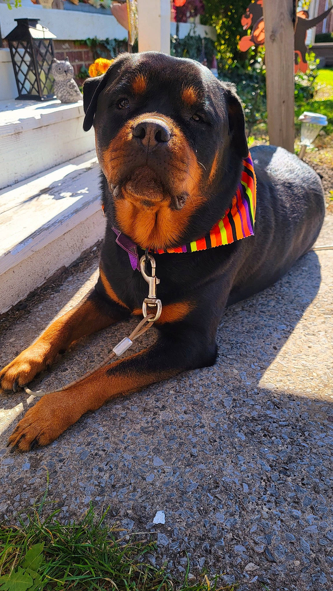 Pappy Girl joined the competition — help win amazing prizes! asphalt, canidae, carnivore, collar, companion_dog, concrete, dog, dog_breed, dog_collar, dog_supply, fawn, guard_dog, leash, pet_supply, plant, road_surface, snout, sporting_group, working_animal, working_dog