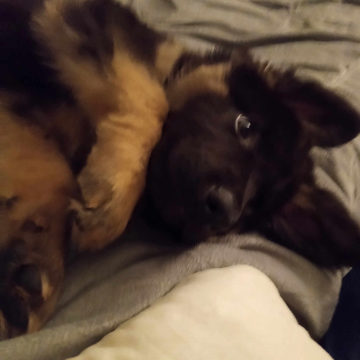 Boris
