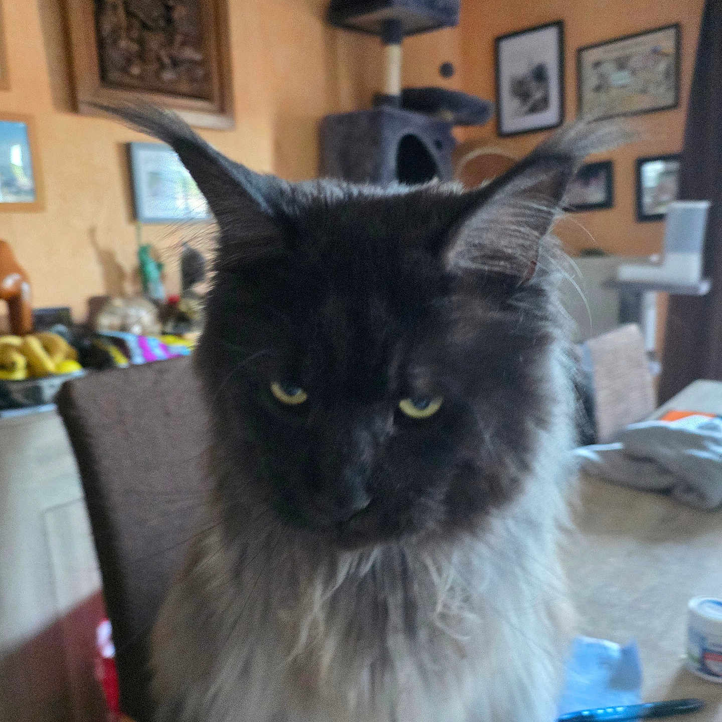Tango
