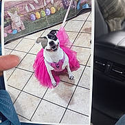 Oreo is registered to the contest to win money with this photo: dog, tutu, pink, tile_floor, printed_photo, hand, car_interior, seat, happy, pet, costume, animal, smiling, floor, paw, clothing, person, background, colorful, cute