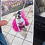 dog, tutu, pink, tile_floor, printed_photo, hand, car_interior, seat, happy, pet, costume, animal, smiling, floor, paw, clothing, person, background, colorful, cute