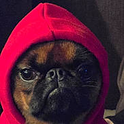 Maxine is registered to the contest to win money with this photo: dog, hoodie, red_clothing, pet, portrait, animal, cute, indoors, closeup, face, fur, black_and_brown, expression, looking_at_camera, warm_clothing, companion, canine, mammal, sitting, domestic_animal
