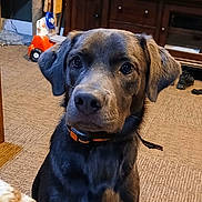 Sam joined the competition — help win amazing prizes! animal, black, brown, carpet, collar, curious, dog, domestic, ears, eyes, face, floor, furniture, home, indoor, nose, pet, television, toy, wooden_cabinet