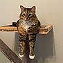 cat, tabby, fluffy, white_paws, cat_tree, carpeted, platform, lounging, relaxed, pet, indoor, feline, animal, domestic, cute, whiskers, ears, legs, fur, resting
