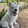 dog, puppy, white_dog, fluffy, blue_eyes, heterochromia, tongue_out, open_mouth, pointed_ears, sitting, outdoor, garden, backyard, fence, chain_link_fence, tree, grass, cushion, portrait, pet