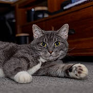 Chai joined the competition — help win amazing prizes! cat, gray_tabby, yellow_eyes, carpet, paw, indoor, feline, pet, animal, fur, whiskers, relaxed, curious, wooden_cabinet, domestic, mammal, closeup, portrait, laying_down, household