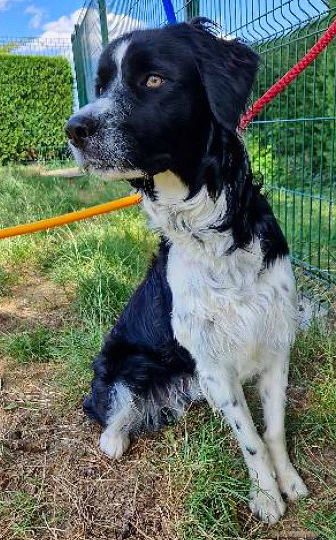 Twist participe au concours pour gagner de l'argent avec cette photo : canidae, carnivore, cloud, collar, companion_dog, dog, dog_breed, dog_collar, fence, fur, grass, plant, sky, snout, spaniel, sporting_group, tail, tree, working_animal, working_dog