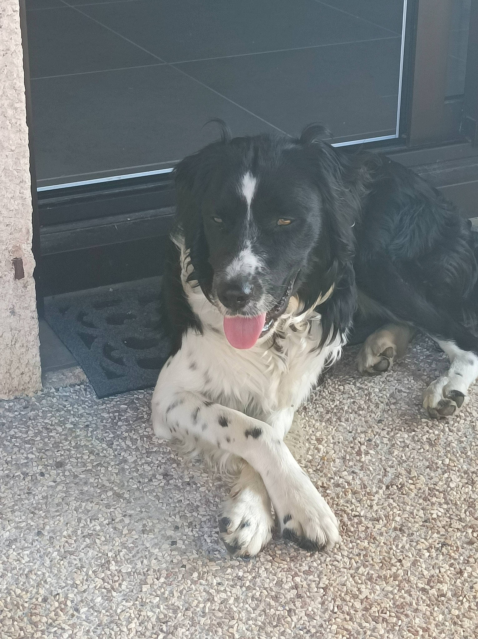 Twist a rejoint le concours — aidez-le/la à gagner de superbes lots ! australian_collie, borador, border_collie, canidae, carnivore, companion_dog, dog, dog_breed, fur, gun_dog, herding_dog, snout, sporting_group, working_animal, working_dog