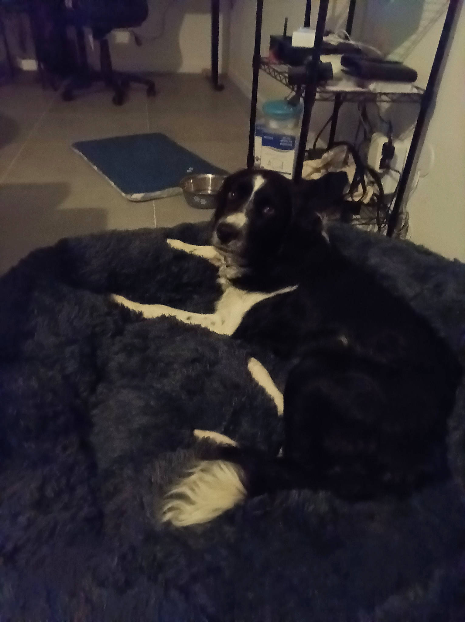 Twist participe au concours pour gagner de l'argent avec cette photo : chair, cloud, comfort, companion_dog, dog, dog_breed, felidae, flooring, fur, furniture, hardwood, room, sky, small_to_medium_sized_cats, snout, tail, tints_and_shades, whiskers, wood, working_animal