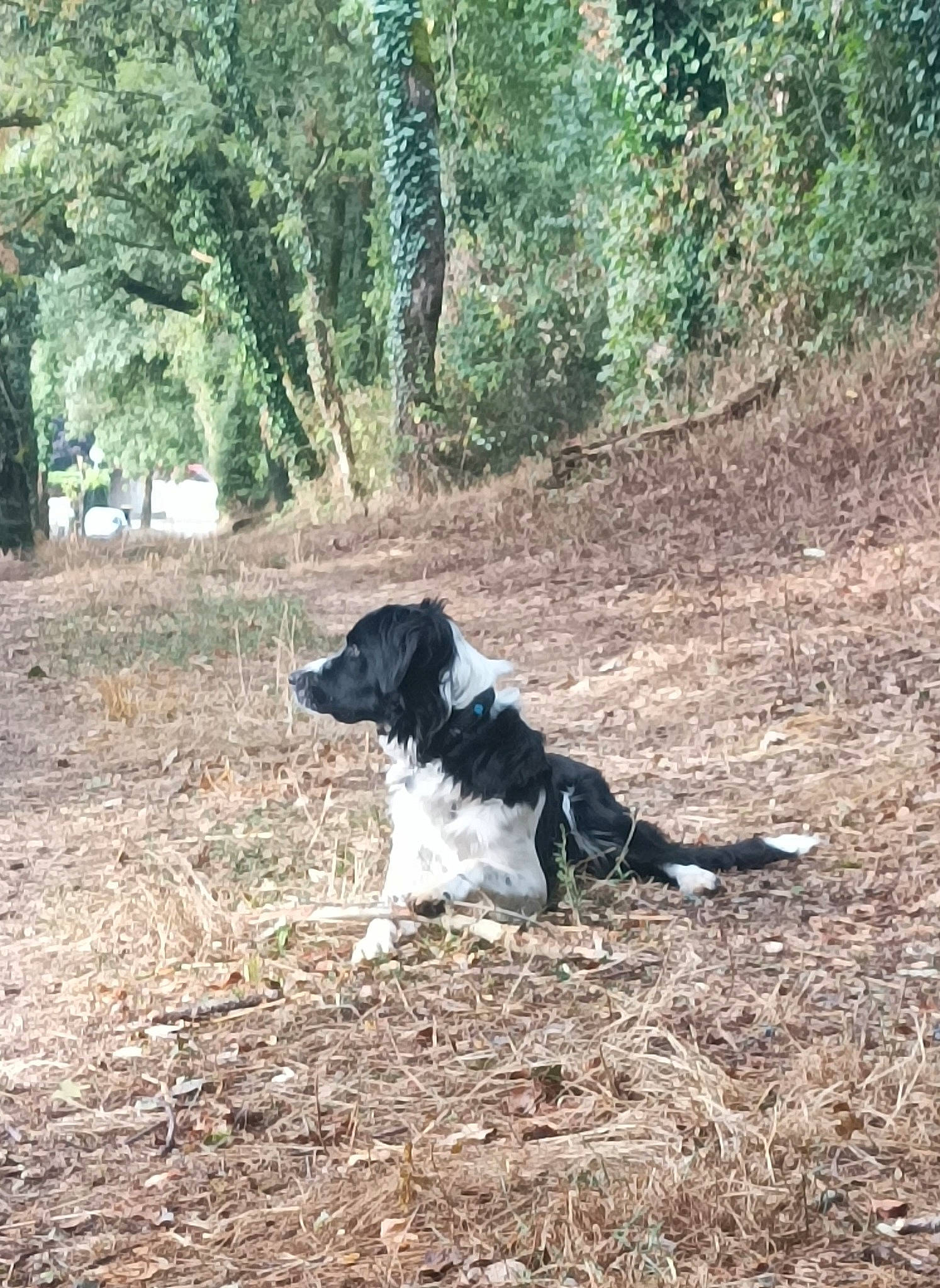Twist a rejoint le concours — aidez-le/la à gagner de superbes lots ! border_collie, canidae, carnivore, companion_dog, dog, dog_breed, grass, gun_dog, herding_dog, hunting_dog, plant, soil, sporting_group, tail, terrestrial_animal, tree, working_animal