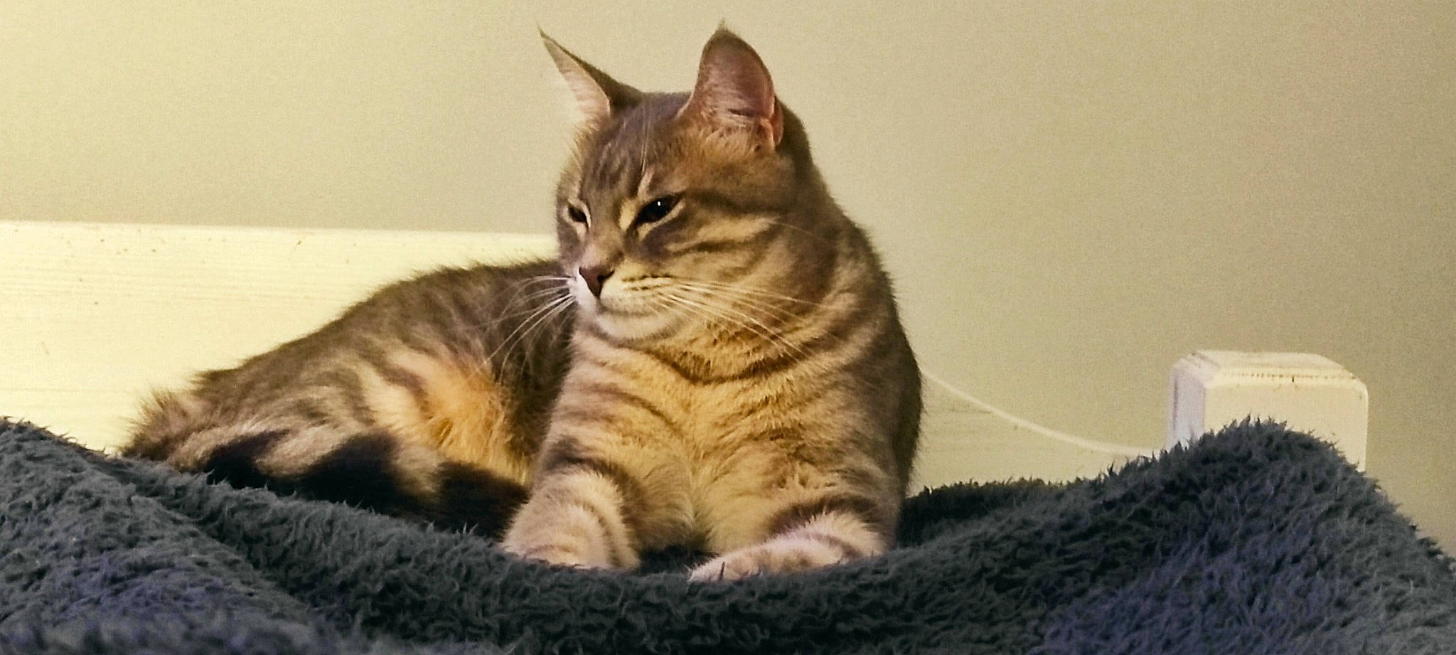 Mya