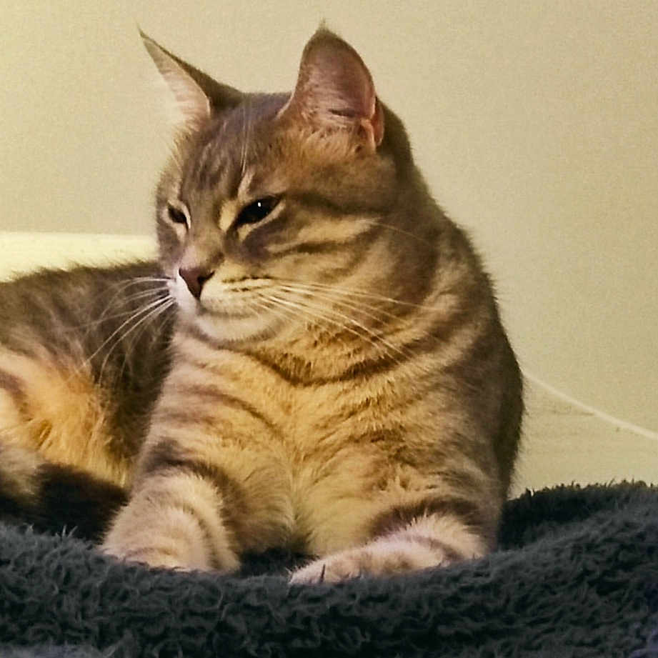 Mya