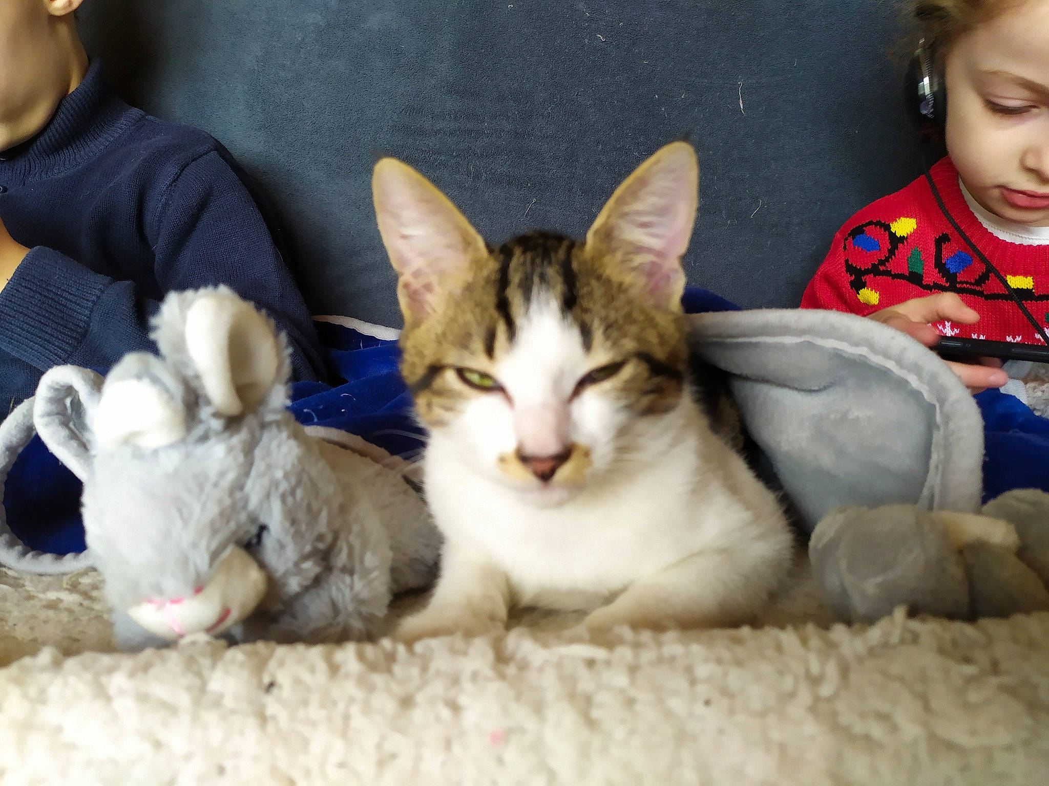 Luffy a rejoint le concours — aidez-le/la à gagner de superbes lots ! carnivore, cat, claw, curious, domestic_short_haired_cat, felidae, fur, mammal, nap, paw, pet_supply, plush, small_to_medium_sized_cats, stuffed_toy, sweater, toy, vertebrate, whiskers