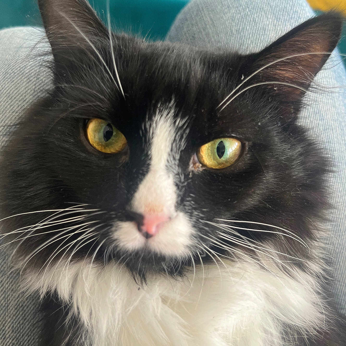 Meyan participe au concours pour gagner de l'argent avec cette photo : animal, black_and_white, cat, close_up, comfort, couch, denim, fluffy, fur, furniture, green_eyes, indoor, lap, pet, pillow, pink_nose, relaxation, teal, whiskers, yellow
