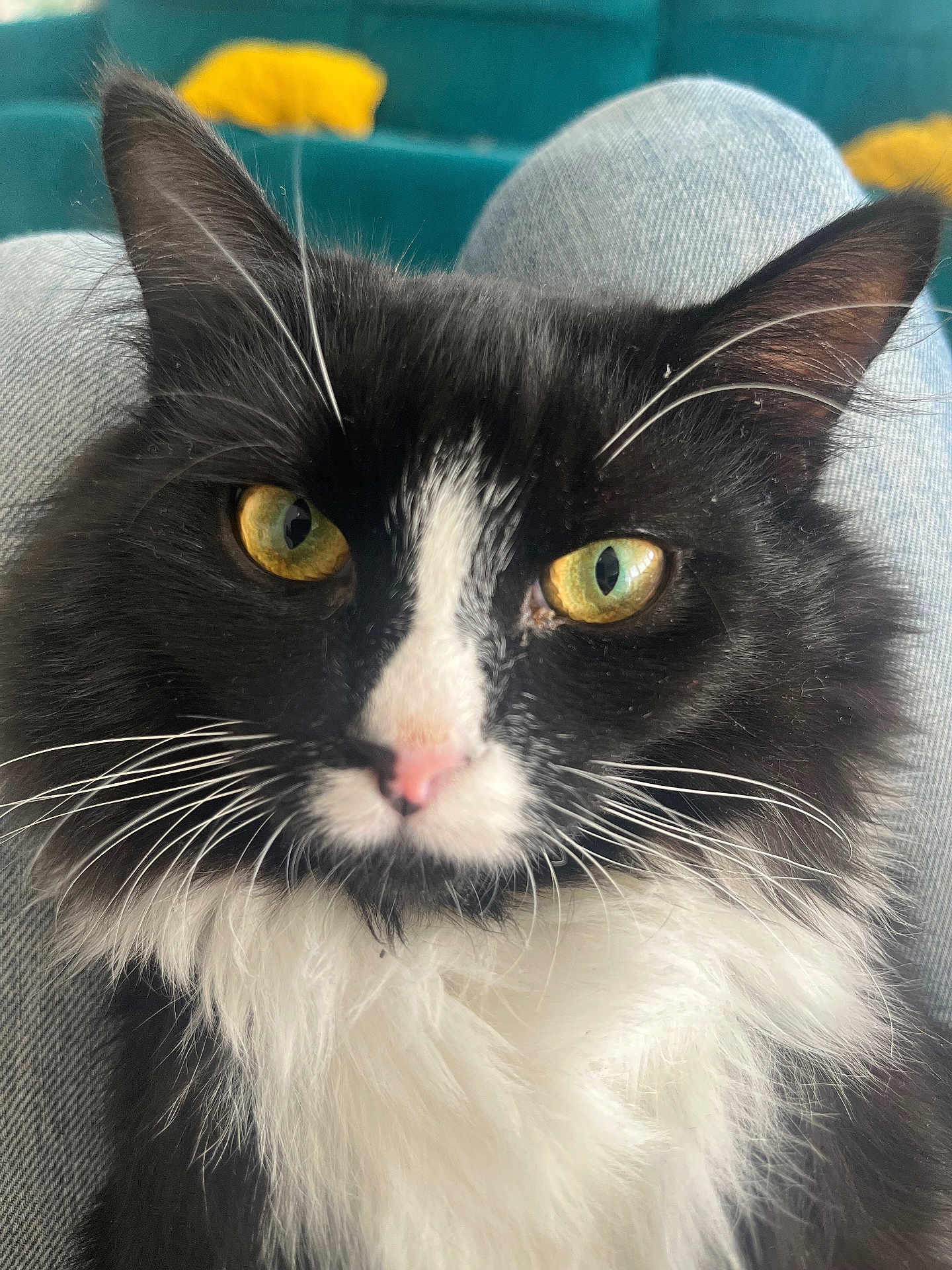 Meyan participe au concours pour gagner de l'argent avec cette photo : cat, close_up, black_and_white, fluffy, green_eyes, whiskers, pink_nose, denim, lap, indoor, couch, pillow, yellow, teal, furniture, pet, animal, fur, comfort, relaxation