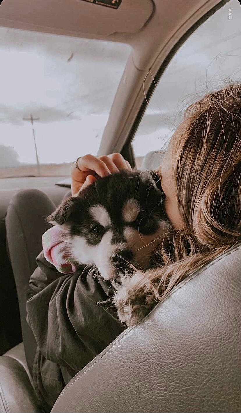 River is registered to the contest to win money with this photo: auto_part, automotive_design, automotive_exterior, car, car_seat, carnivore, cat, comfort, companion_dog, dog_breed, eyewear, fawn, felidae, fur, gesture, small_to_medium_sized_cats, snout, vehicle_door, whiskers, window