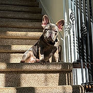 Bruno is registered to the contest to win money with this photo: dog, french_bulldog, stairs, carpet, indoor, sunlight, shadow, railing, pet, animal, relaxing, cute, domestic, portrait, daylight, home, paw, ears, face, resting