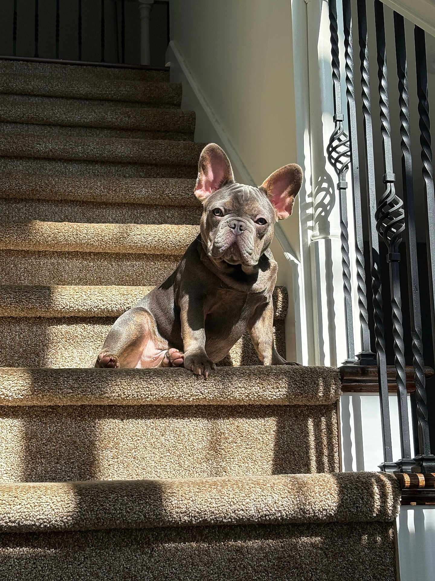 Bruno is registered to the contest to win money with this photo: dog, french_bulldog, stairs, carpet, indoor, sunlight, shadow, railing, pet, animal, relaxing, cute, domestic, portrait, daylight, home, paw, ears, face, resting