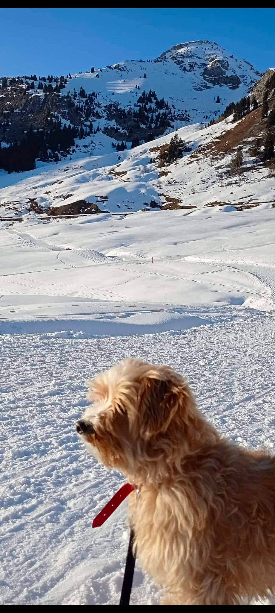 Loucka a rejoint le concours — aidez-le/la à gagner de superbes lots ! canidae, carnivore, companion_dog, dog, dog_breed, freezing, fur, glacial_landform, ice_cap, liver, mountain, mountain_range, mountainous_landforms, slope, small_terrier, snow, sporting_group, terrier, toy_dog, winter