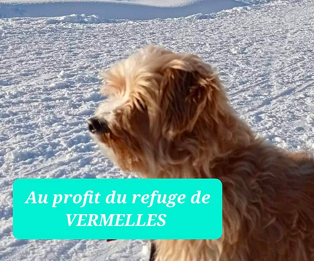 Loucka a rejoint le concours — aidez-le/la à gagner de superbes lots ! ancient_dog_breeds, bearded_collie, canidae, carnivore, companion_dog, dog, dog_breed, font, fur, happy, liver, logo, mammal, small_terrier, snow, sporting_group, terrier, toy_dog, vertebrate, water