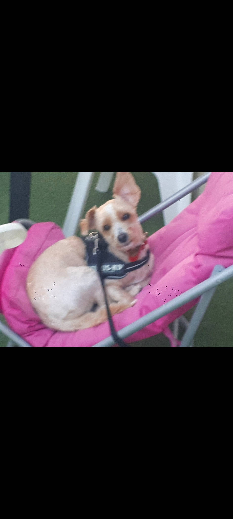 Loucka a rejoint le concours — aidez-le/la à gagner de superbes lots ! baby_carriage, car_seat, carnivore, chihuahua, collar, companion_dog, dog, dog_breed, dog_collar, dog_supply, eyewear, fawn, leash, pet_supply, pink, seat_belt, snout, stuffed_toy, toy_dog, whiskers